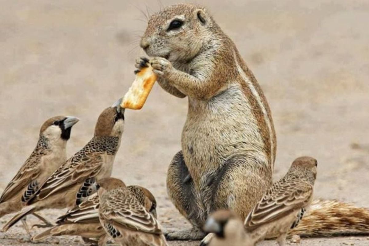 mutualismo El término mutualismo y su estudio formal comenzaron a establecerse en el siglo XIX.(Foto: Pinterest).