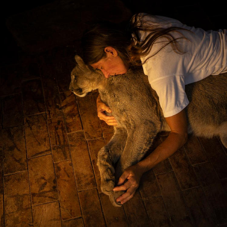 puma ciego3 puma ciego3