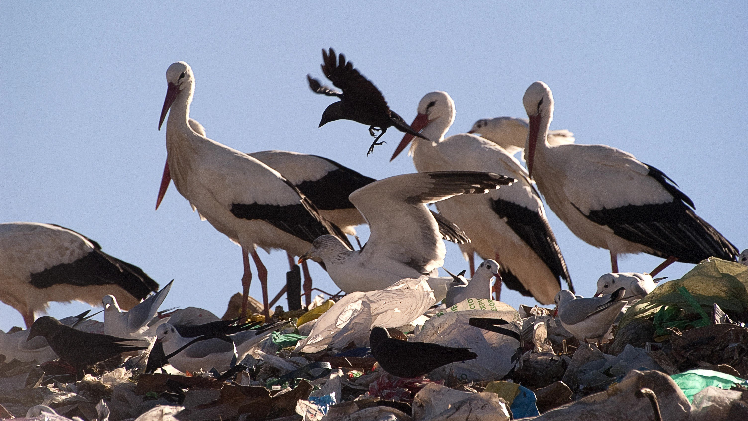 plasticos aves