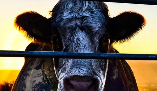Cowspiracy, el documental sobre la contaminación que ejerce la ganadería