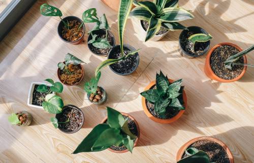 5 plantas de interior que te resultarán muy fáciles de cuidar