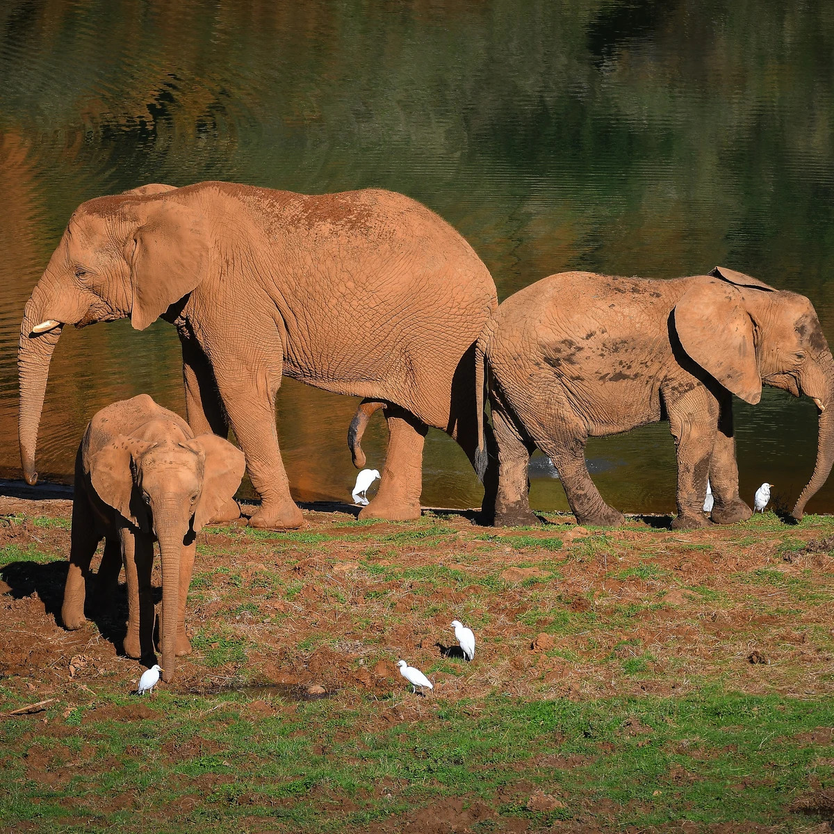elefante africano cría3