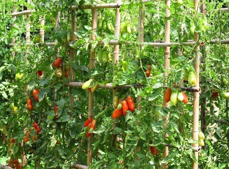compromiso Dime antártico Cómo cultivar tomate cherry en vertical | Bioguia