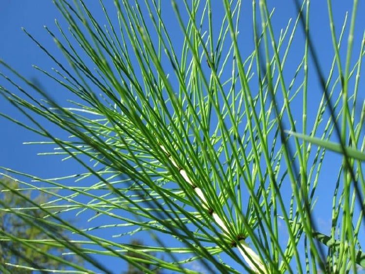 cola de caballo ¿Cómo puedes hacer crecer uñas fuertes y sanas naturalmente?