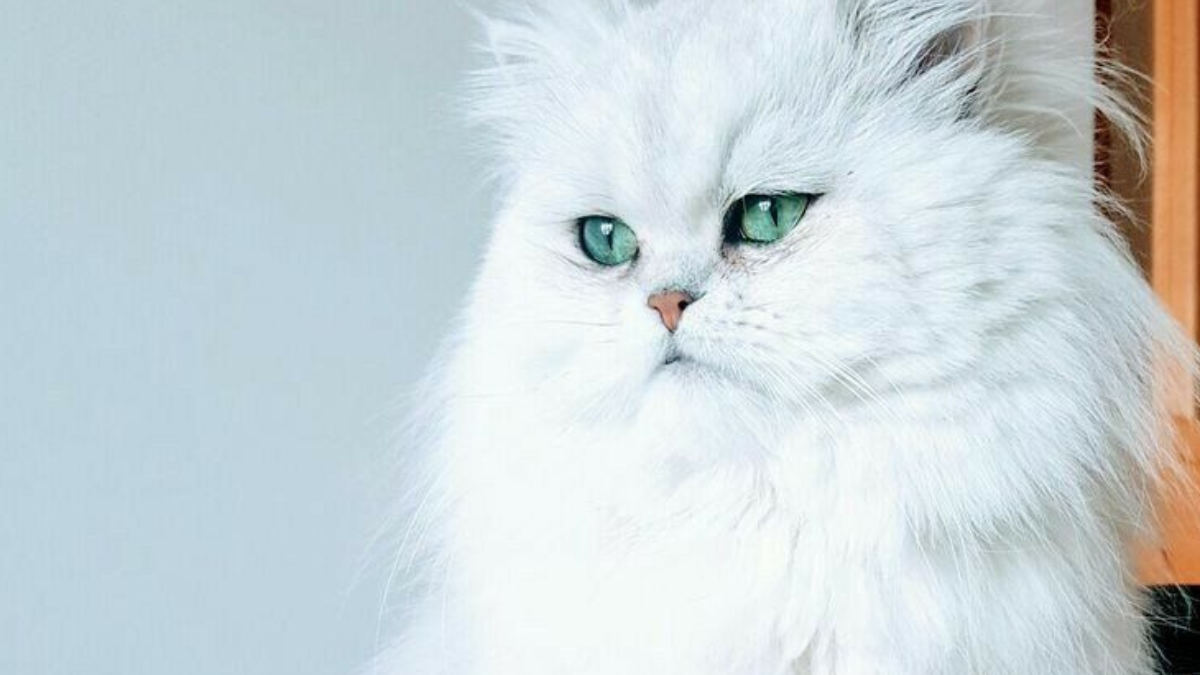 No suelen ser gatos vocales, por lo que si vives en un lugar donde el silencio es importante, un persa puede ser la opción perfecta. (Foto: Pinterest)