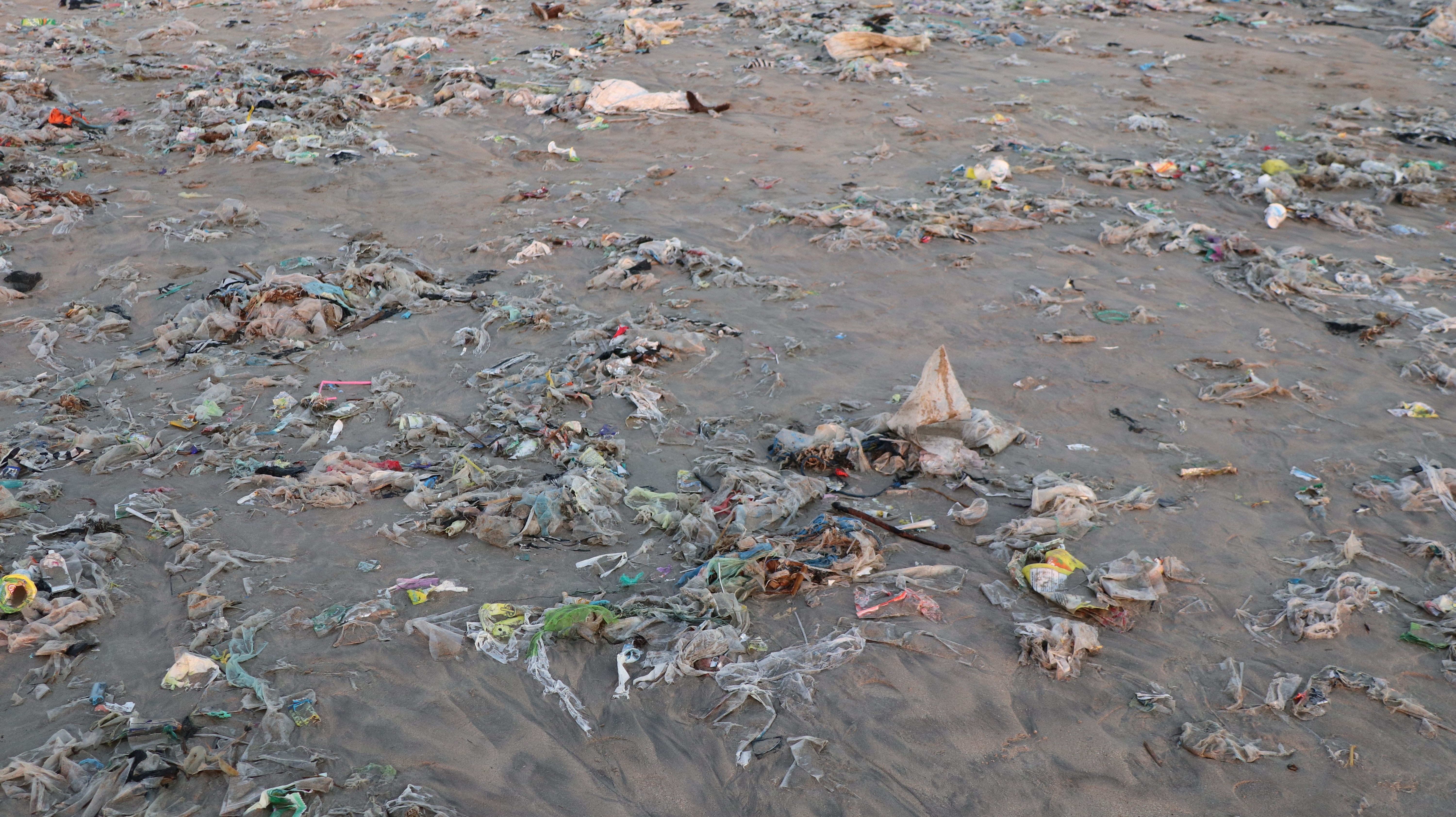 closeup of bea ch shore washed up with garbage