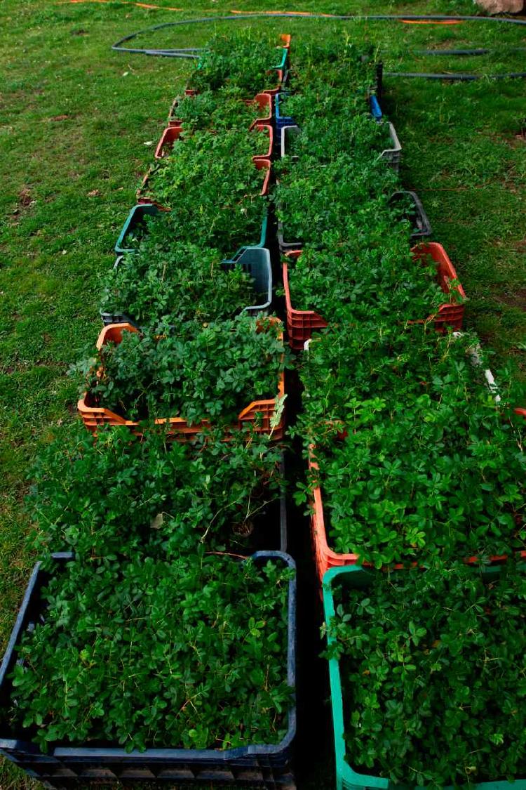 plantines de árboles para reforestar bosques de altura