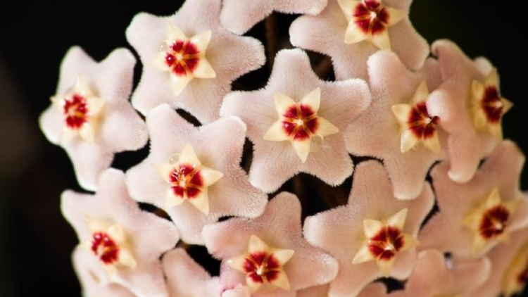 Flor de hoyo Lo que la hace especial a la flor de cera es su capacidad de sobrevivir en condiciones difíciles. (Foto: Pinterest)