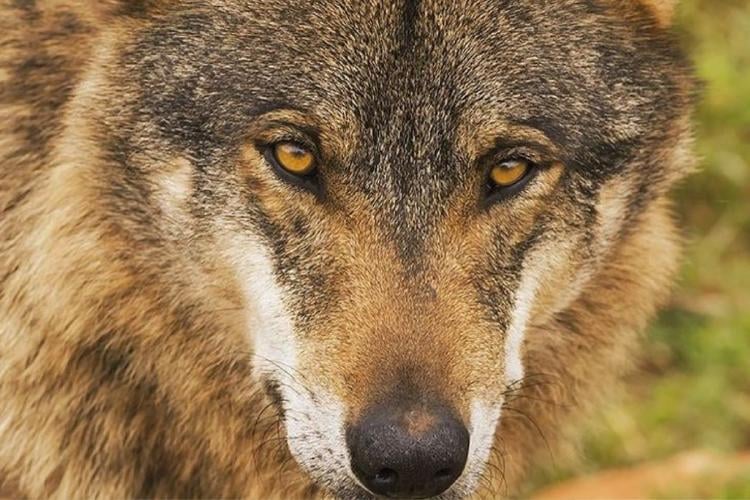 lobo iberico Lobo ibérico: el depredador emblemático que aún lucha por sobrevivir. (Imagen: Pinterest)