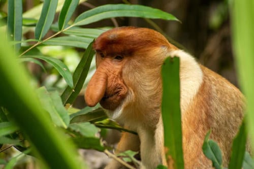 mono narigon mono narigon