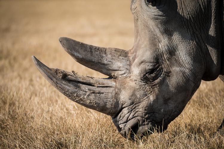 En Sudáfrica intentan salvar a los rinocerontes utilizando radiactividad