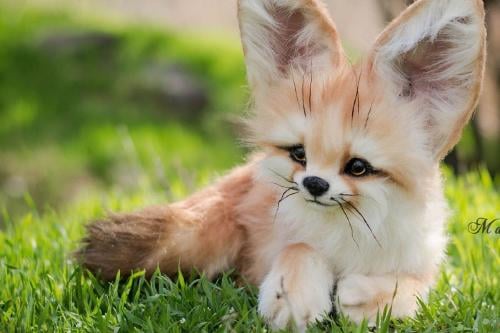 zorro El zorro más pequeño del mundo habita en el Sáhara (Foto: Pinterest)