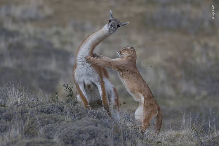 Ingo Arndt Wildlife Photographer of the Year