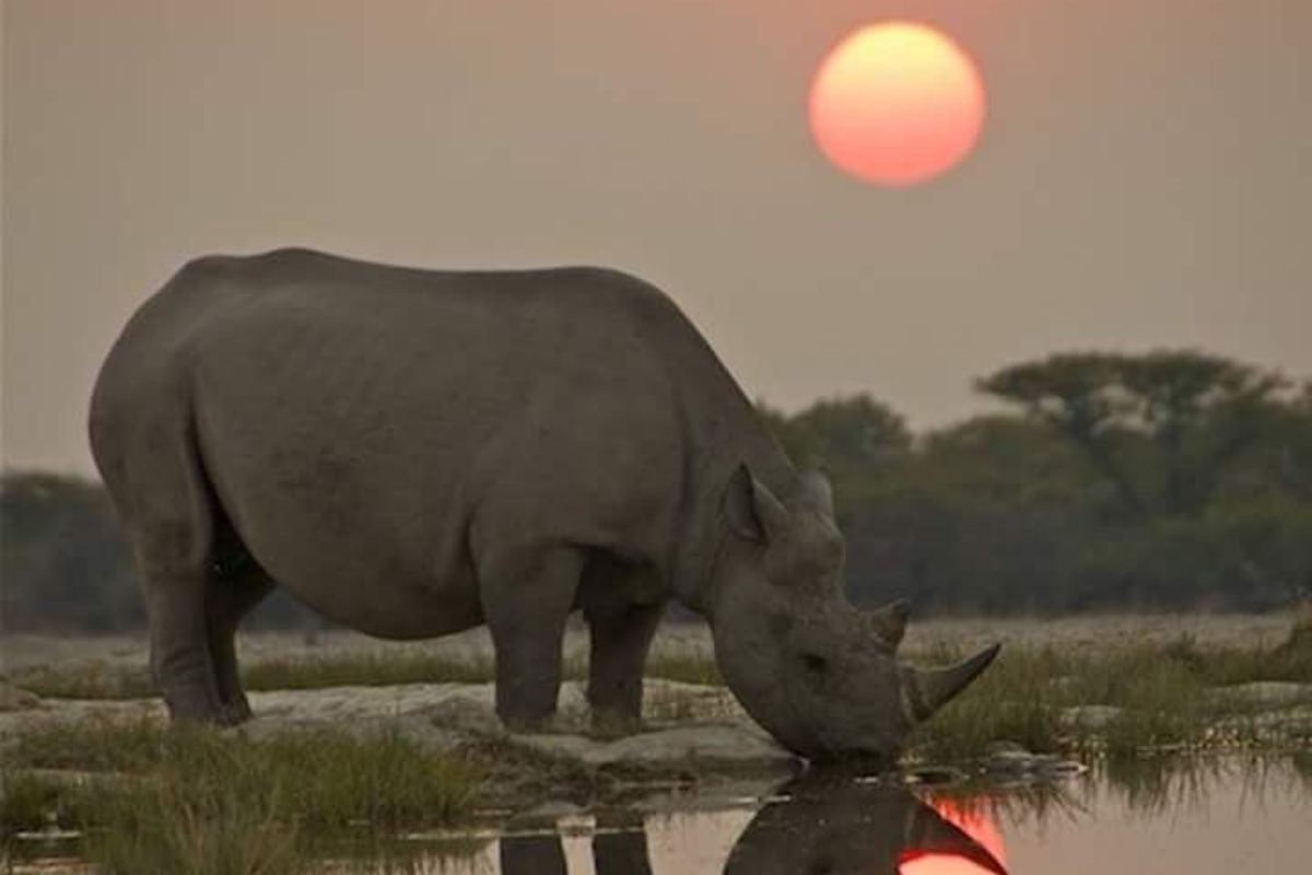 ¿Cómo responden los animales ante la luz lunar? (Créditos: Pinterest)