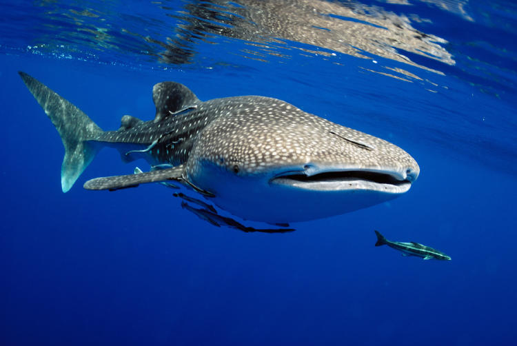 tiburón ballena AdobeStock_162192060