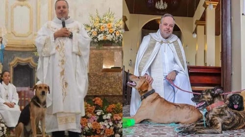 perros misa2 perros misa2