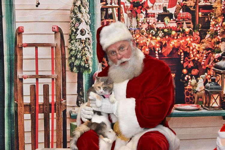 gatita-papa-noel