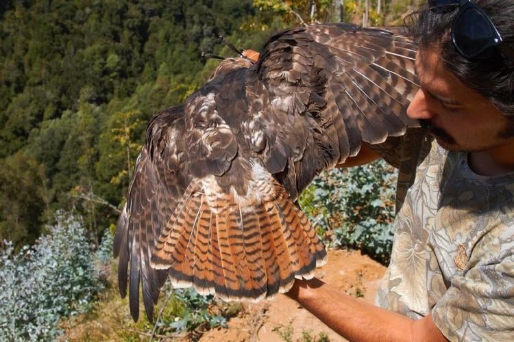 Rufous tailed Hawk trapped for banding and morphometry PH Antonieta Aedo 768x512