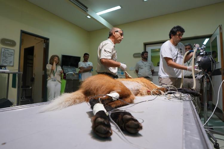 aguara guazu Actualmente Kaa Iya es parte del Bioparque Temaikèn, donde convive con dos carpinchas, también rescatadas del mascotismo, en un ambiente especialmente diseñado para garantizar su bienestar físico, emocional y psicológico
