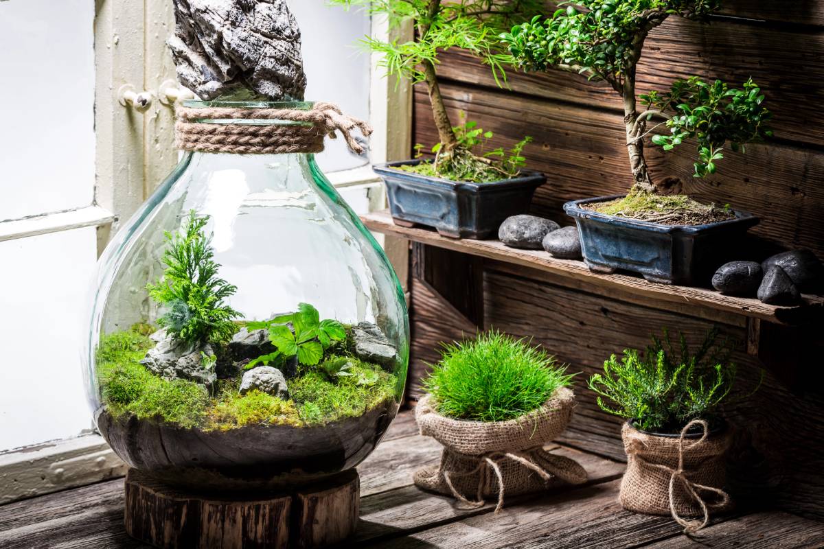 Terrario eterno Terrario eterno