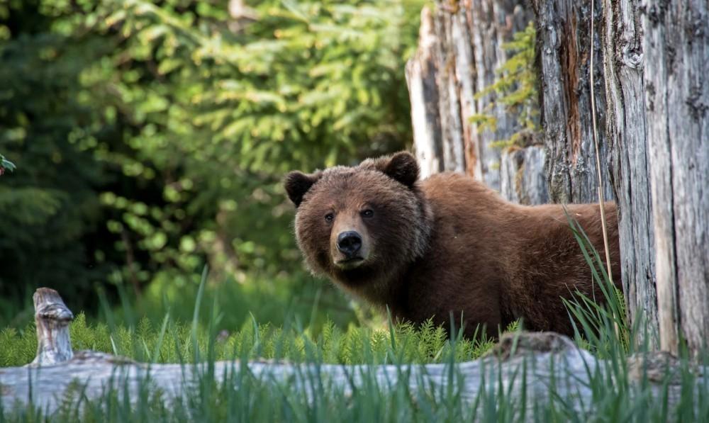 A los cazadores también se les permitiría cazar osos negros con perros, matar lobos y cachorros en sus guaridas A los cazadores también se les permitiría cazar osos negros con perros, matar lobos y cachorros en sus guaridas