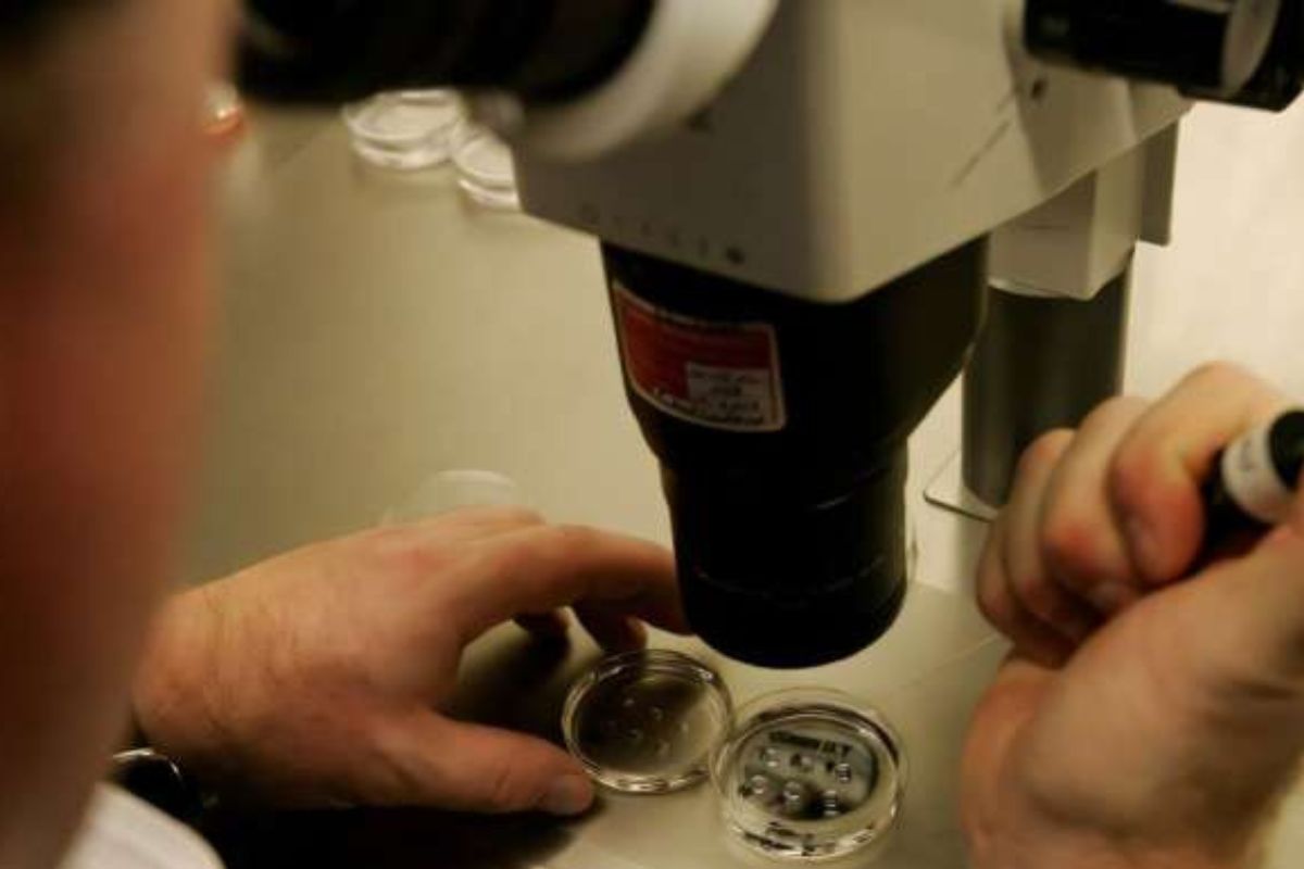  ¿Podrían los científicos que crean óvulos humanos en el laboratorio acabar con la infertilidad tal como la conocemos? (phys.org)