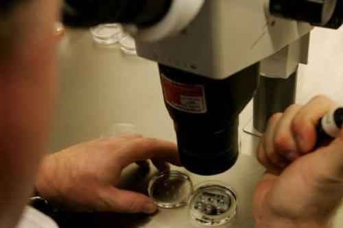 experimento ¿Podrían los científicos que crean óvulos humanos en el laboratorio acabar con la infertilidad tal como la conocemos? (phys.org)