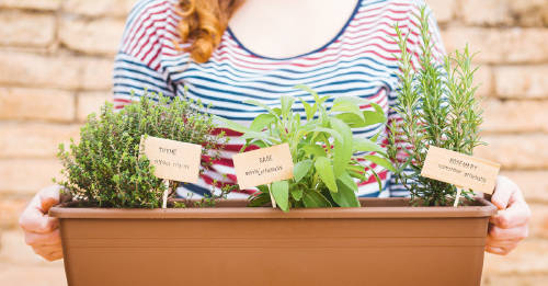 consejos iniciar huerto plantas aromaticas huerto casero