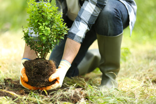 hogar y jardinería árboles con hojas rojas. Jardines primaverales sin plagas