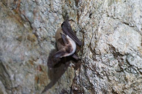 Murcielago orejudo menor Murcielago orejudo menor