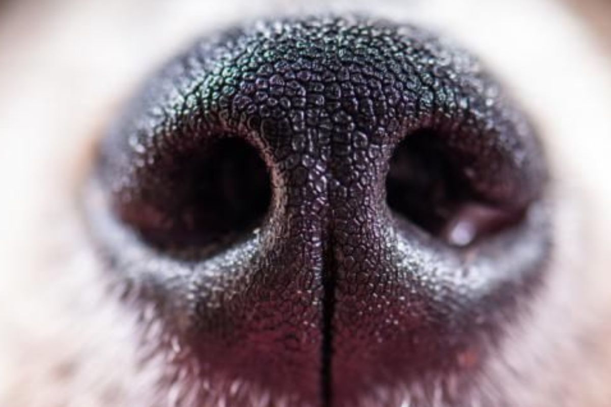 olfato “Olfato canino vs. cáncer: los perros que huelen lo que los humanos aún no ven.” (Pinterest)