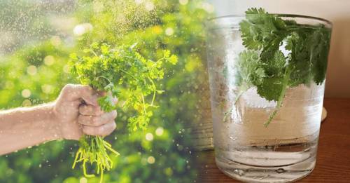 La hierba bioabsorbente que purifica el agua y limpia nuestro cuerpo