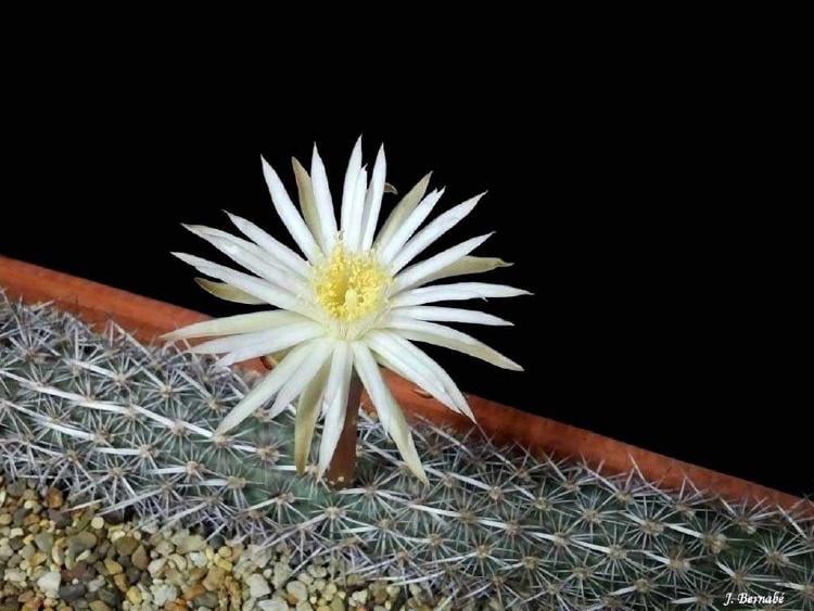 chirinola4 chirinola4