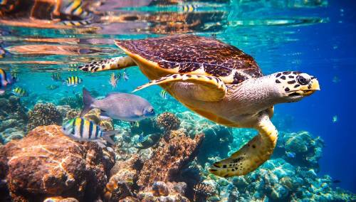 ¿Qué pasará cuando las tortugas se extingan?