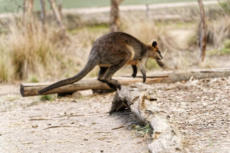 Walabi Cola de Cepillo Walabi Cola de Cepillo