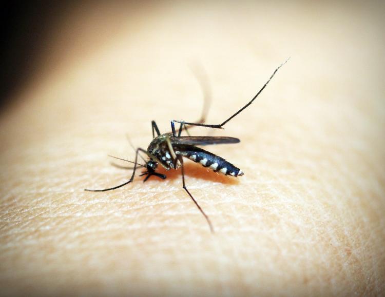 malaria Bill Gates alerta sobre una posible nueva pandemia