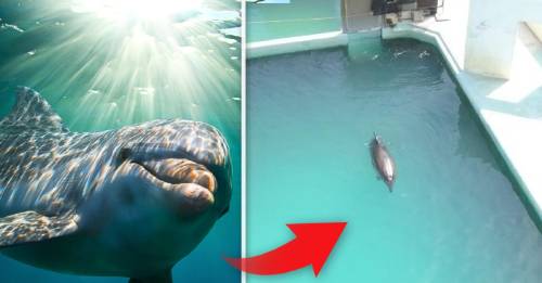 El video de este delfin abandonado te romperá el corazón