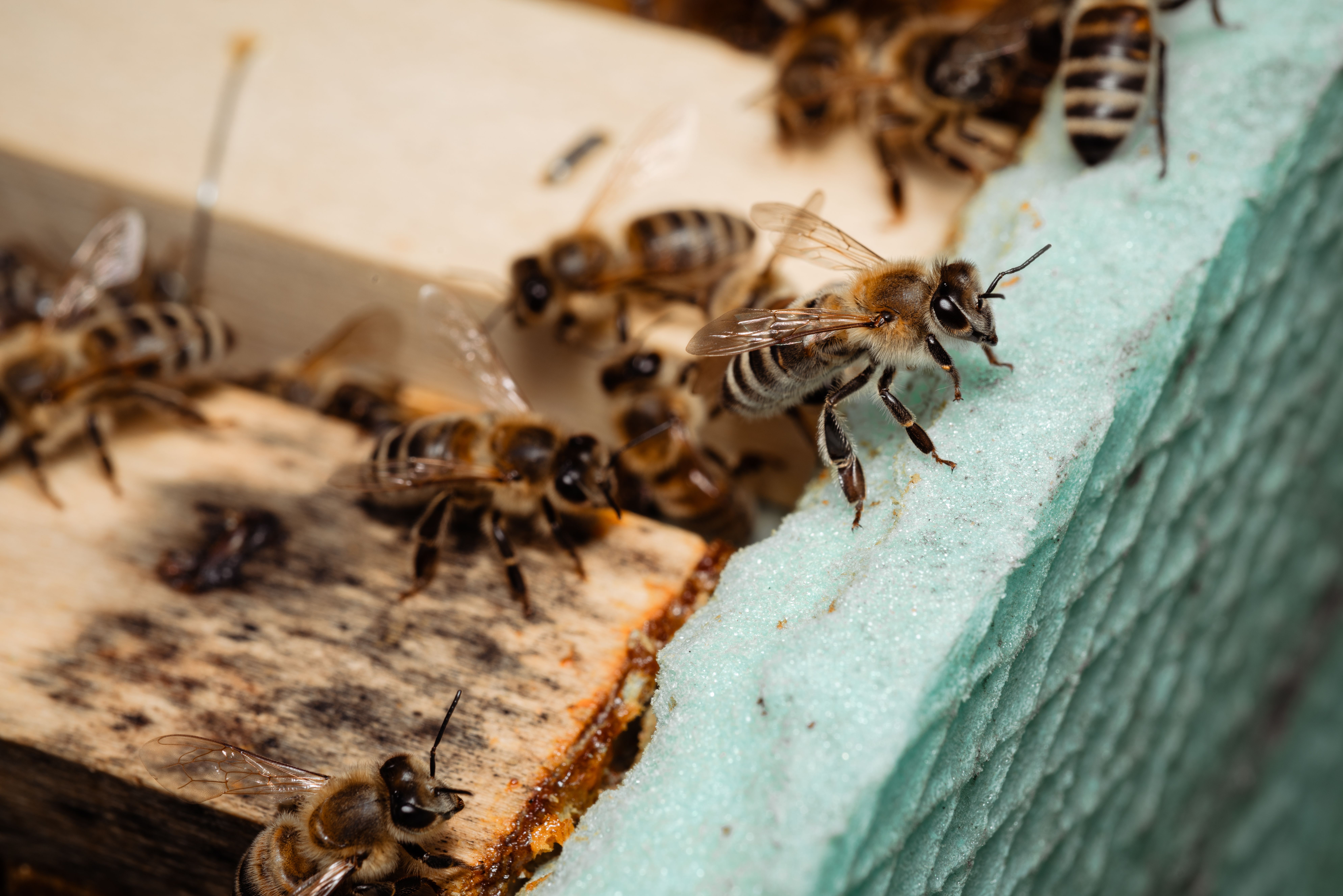 Las abejas sufren la ola de calor/ Pexels