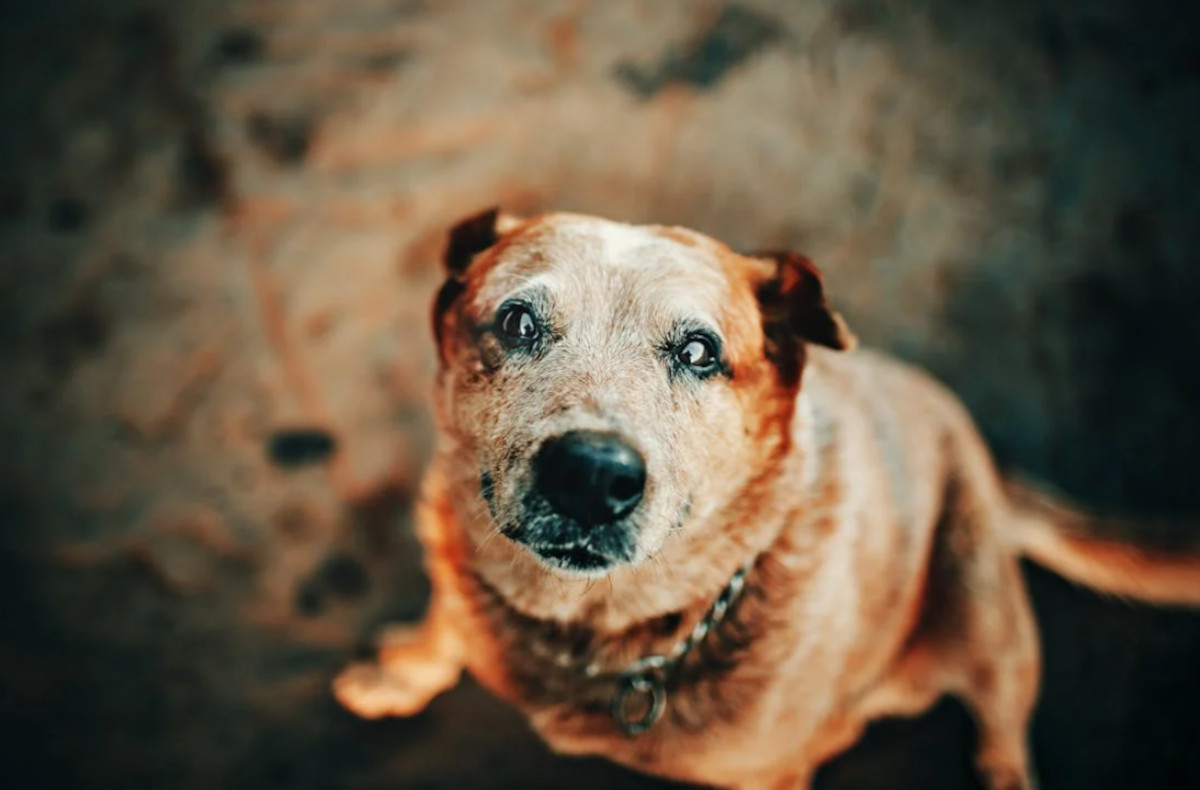 demencia perros demencia perros