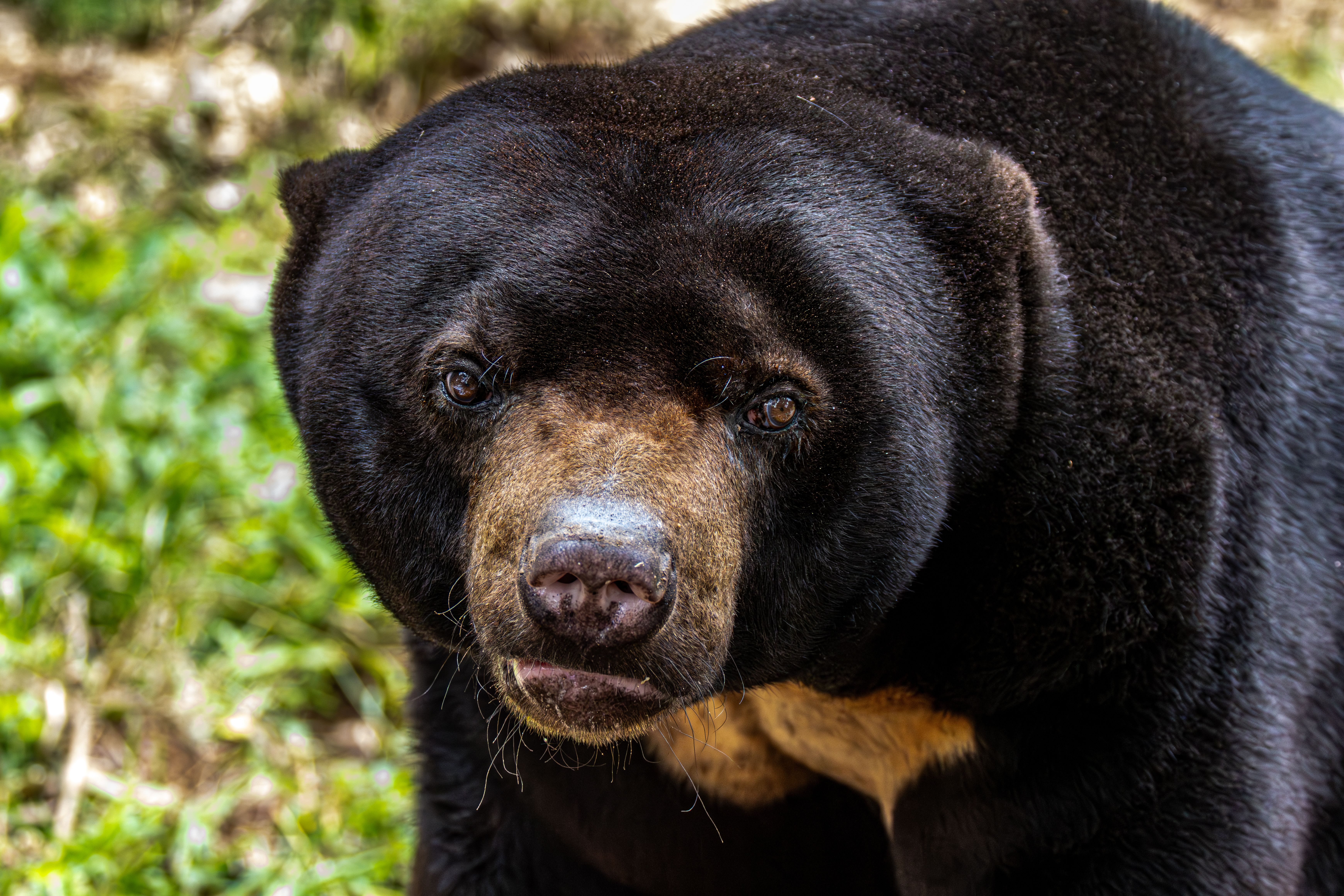 Osos negros en Florida/ Pexels