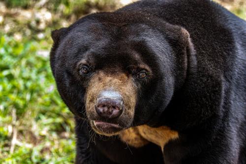 Osos negros en Florida/ Pexels Osos negros en Florida/ Pexels