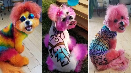 perrito teñido perrito teñido