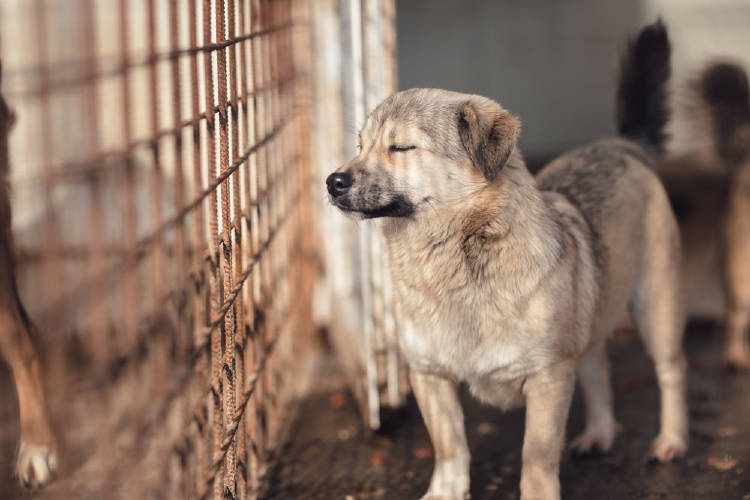 perros jaula crueldad animal