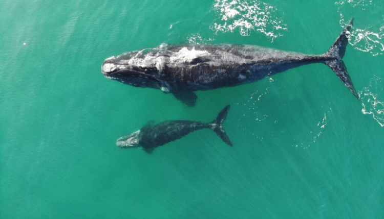 cria de ballena franca (1)