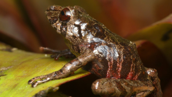 Pristimantis burtoniorum