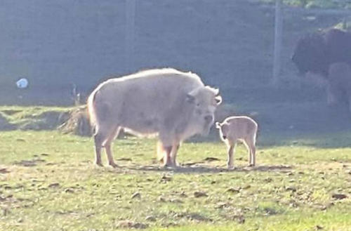 bisonte blanco bisonte blanco