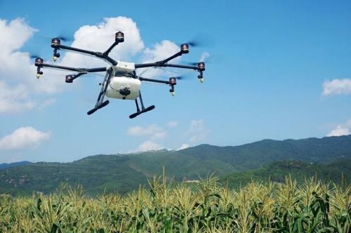 Un tiburón nadando en un corazón de salmones: la mejor fotografía con dron de 2020