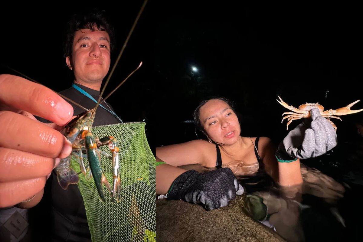 A la izquierda, el acocil australiano. A la derecha, un cangrejo nativo. Devo Luna