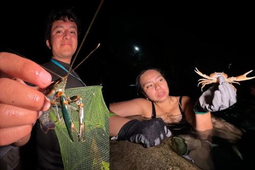 cangrejos A la izquierda, el acocil australiano. A la derecha, un cangrejo nativo. Devo Luna