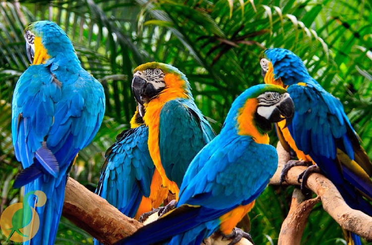 Grupo de paraba barba azul